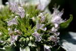 Loomis' mountainmint